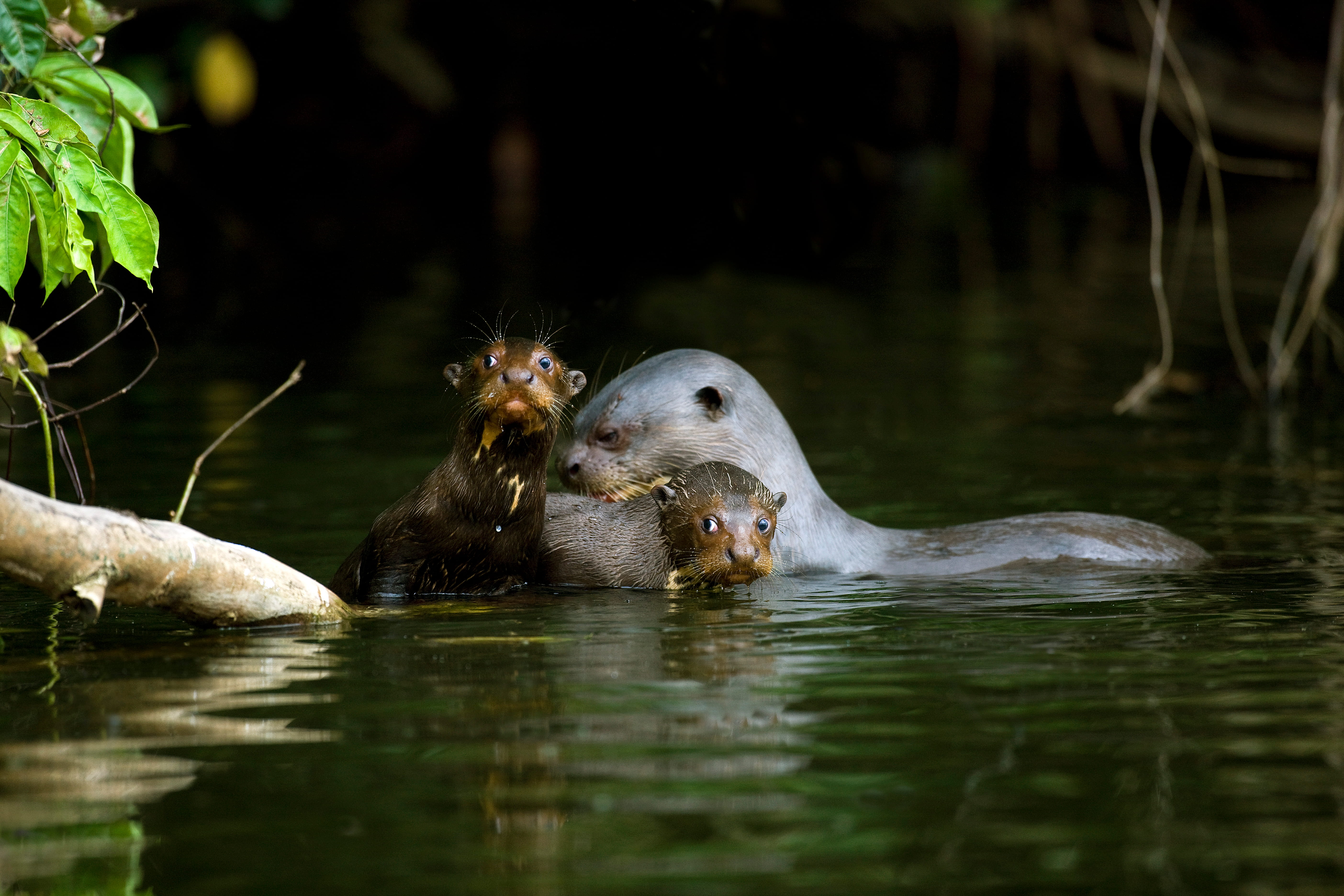 A giant otter with two curious young that look out at world.